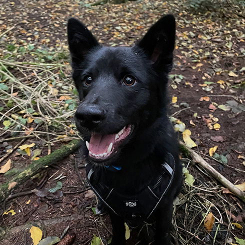 finn