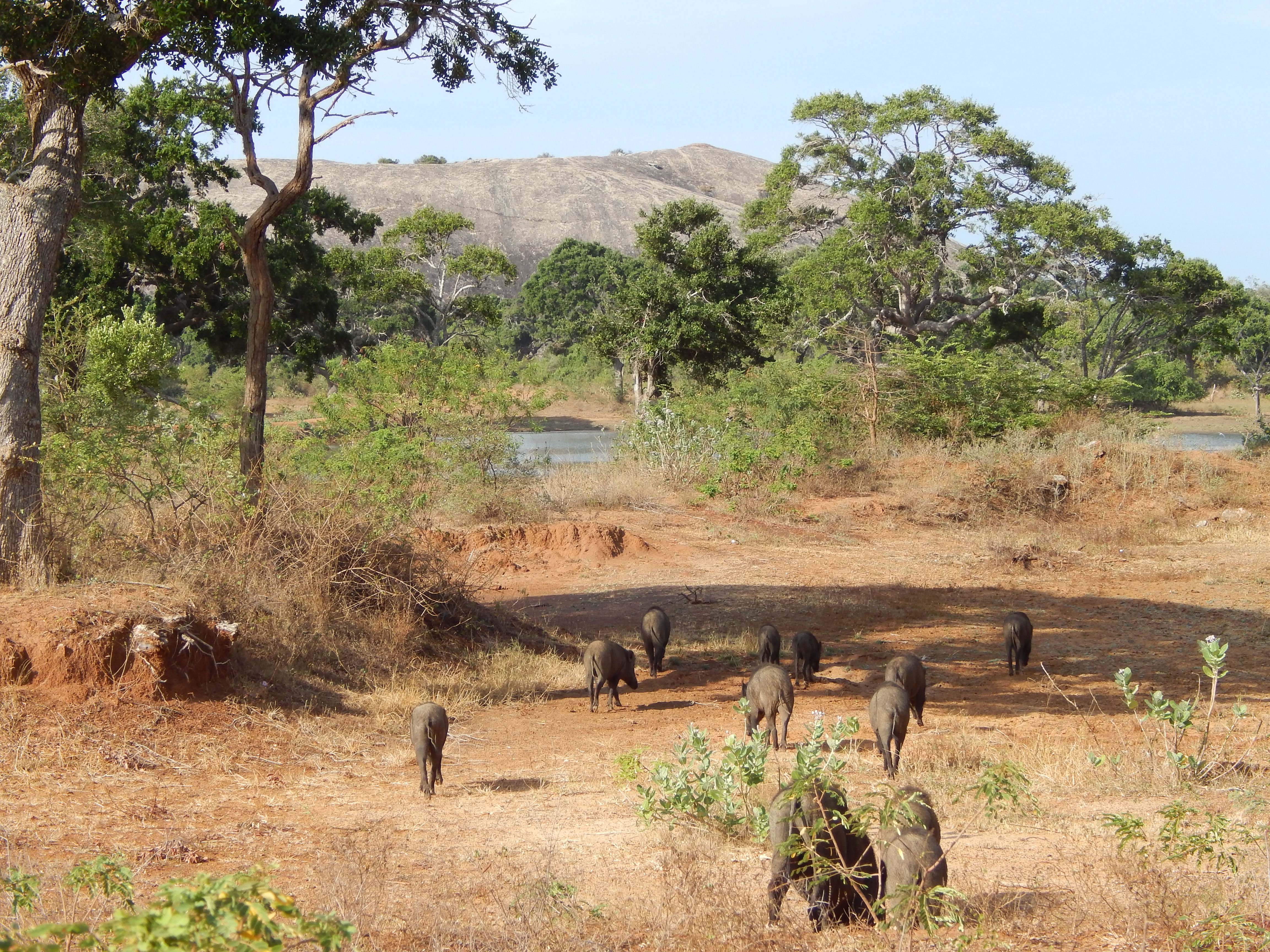 Nuwara Eliya & Safari