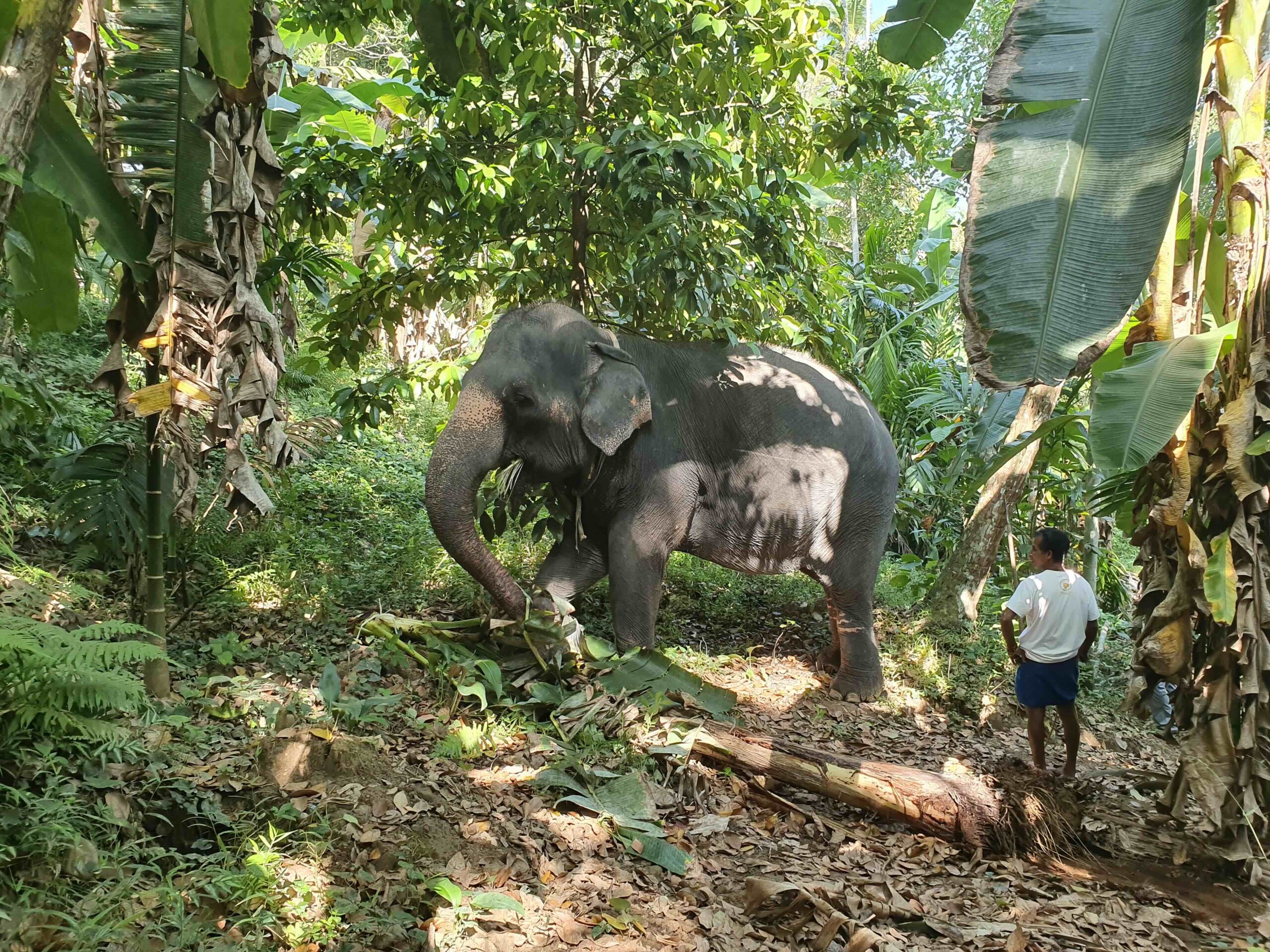 Elephant Care Relief