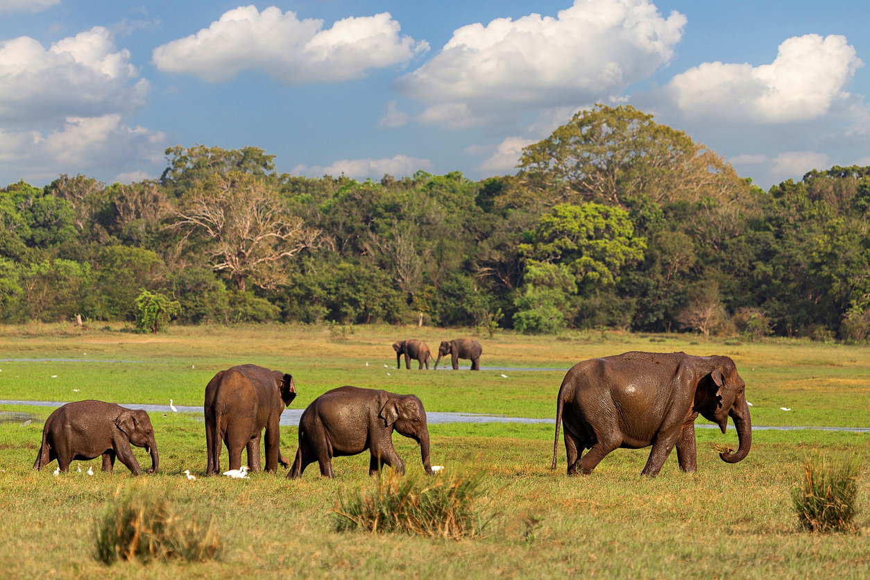 Minneriya National Park iStock