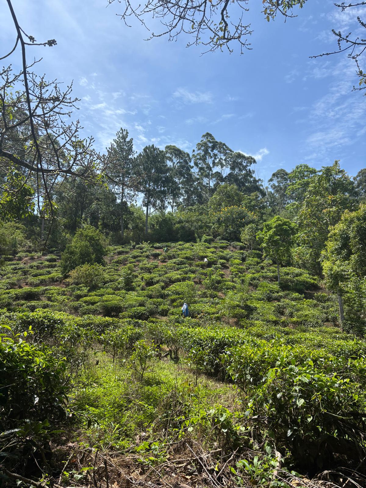 Theeplantages Sri Lanka