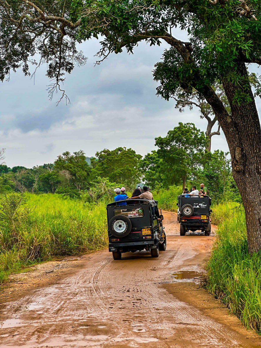 Minneriya National park Jeep Safari,Sigiriya, Sri Lanka