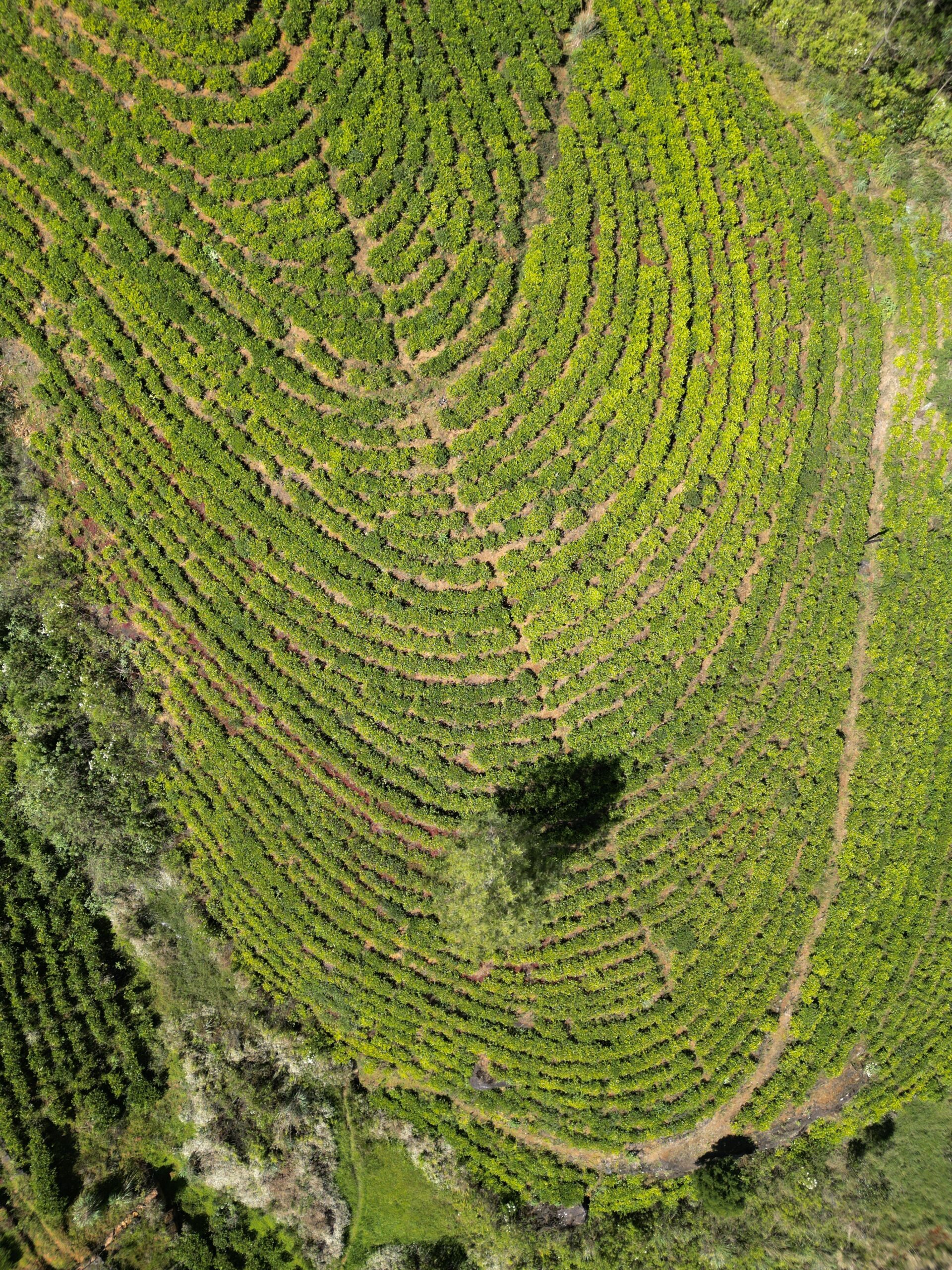 Nuwara Eliya
