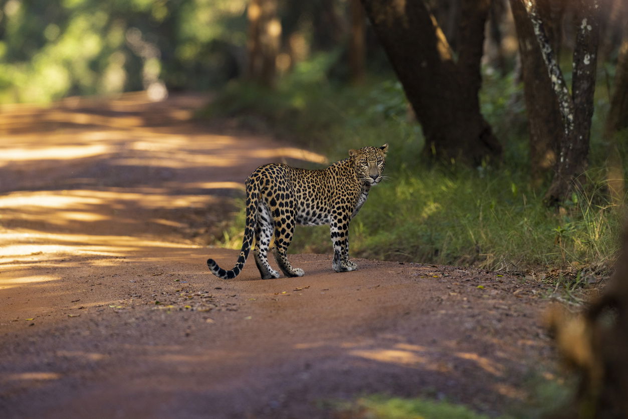 Wilpattu Sri Lanka safari