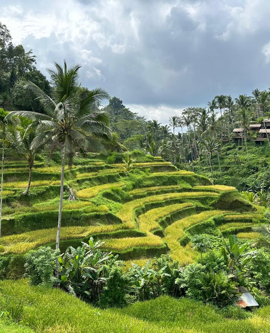 Tegalalang rijstvelden op Bali