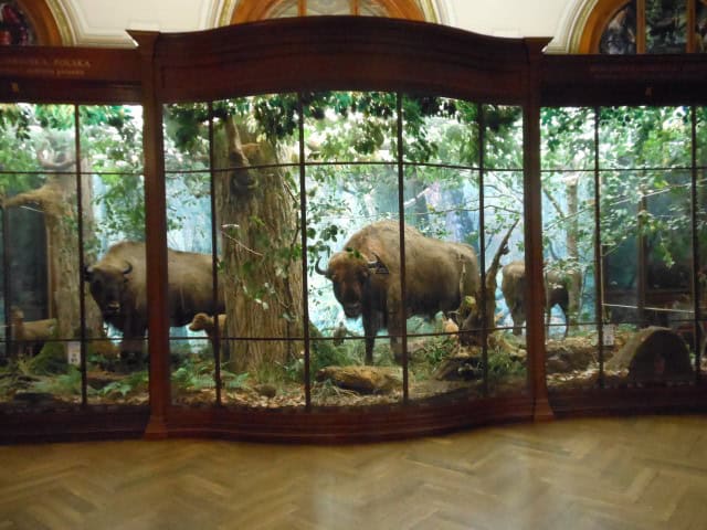 Wenen Het Natuurhistorisch Museum