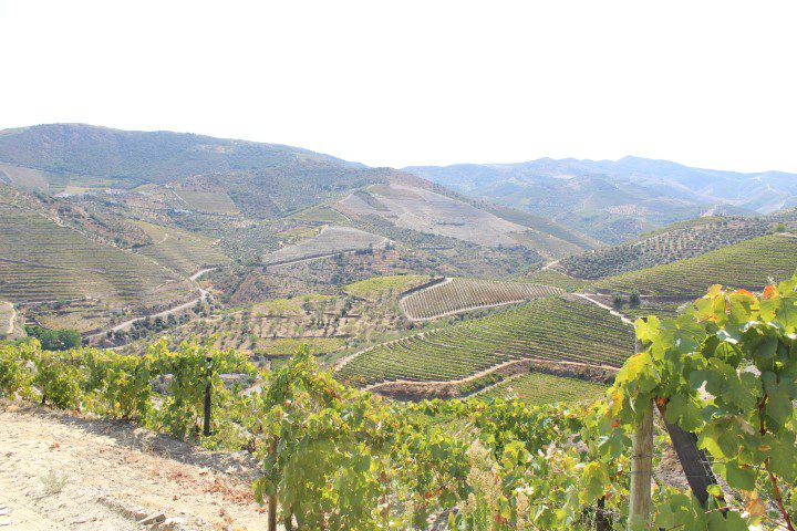 Quevedo Port - Douro Valley vineyards