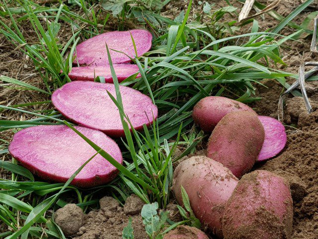 Nieuwe roze aardappelras - naamloos