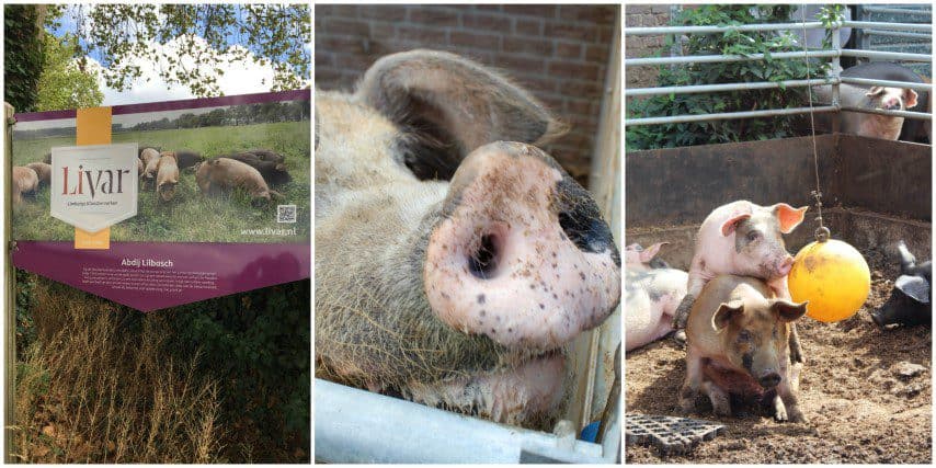 10 tips voor een culinair weekend Zuid-Limburg: Livar varkens