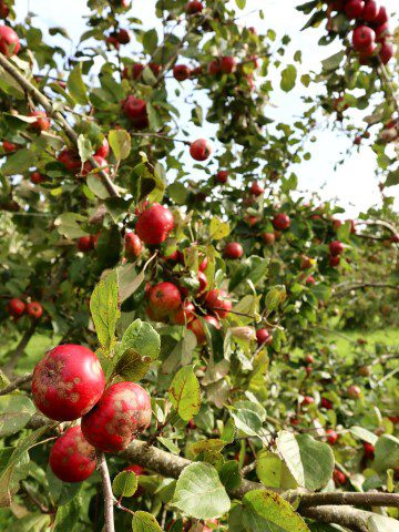Highbank Orchards