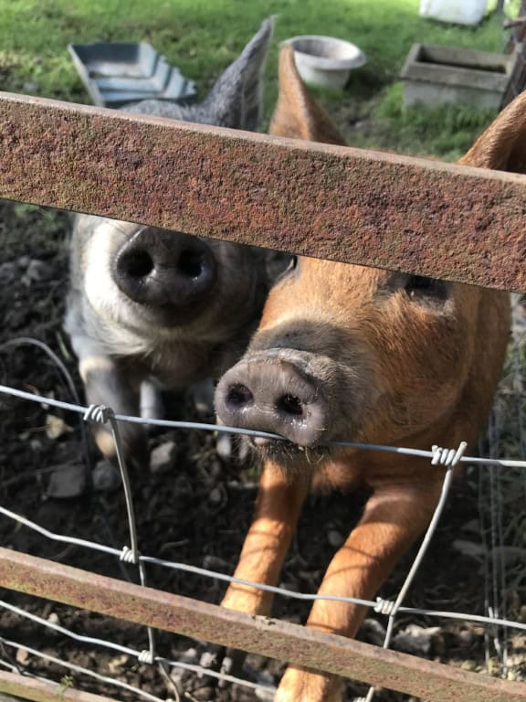 12 Tips voor Kilkenny en omgeving: Ierse charme met een stevige pint erbij 27 Knockdrinna Farm Shop & Artisan Café - 12 dingen om te eten, drinken en doen in de omgeving van Kilkenny Ierland