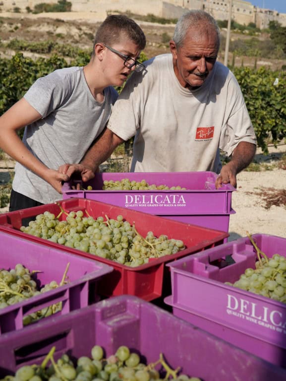 Girgentina druiven oogsten Malta - Carmel Cortis