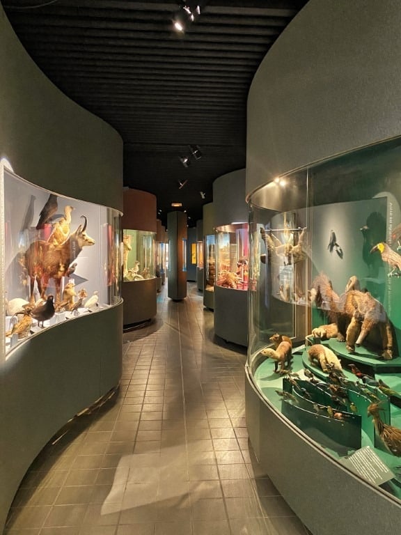 Muséum d'Histoire Naturelle de Dijon