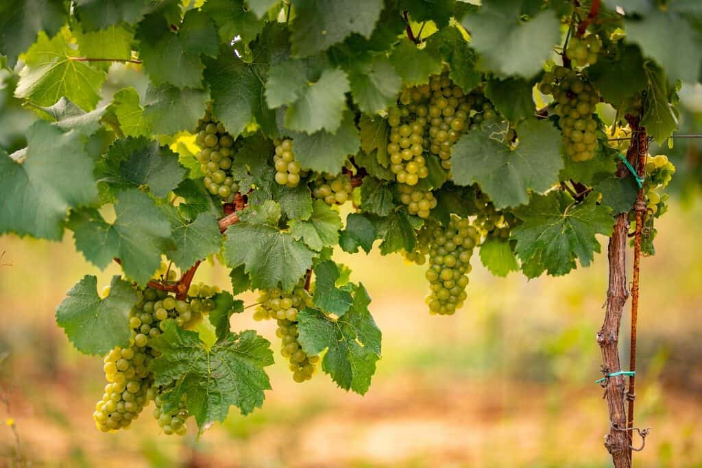 De 10 beste tips voor een zomer in Mittersill - Bezoek een wijngaard