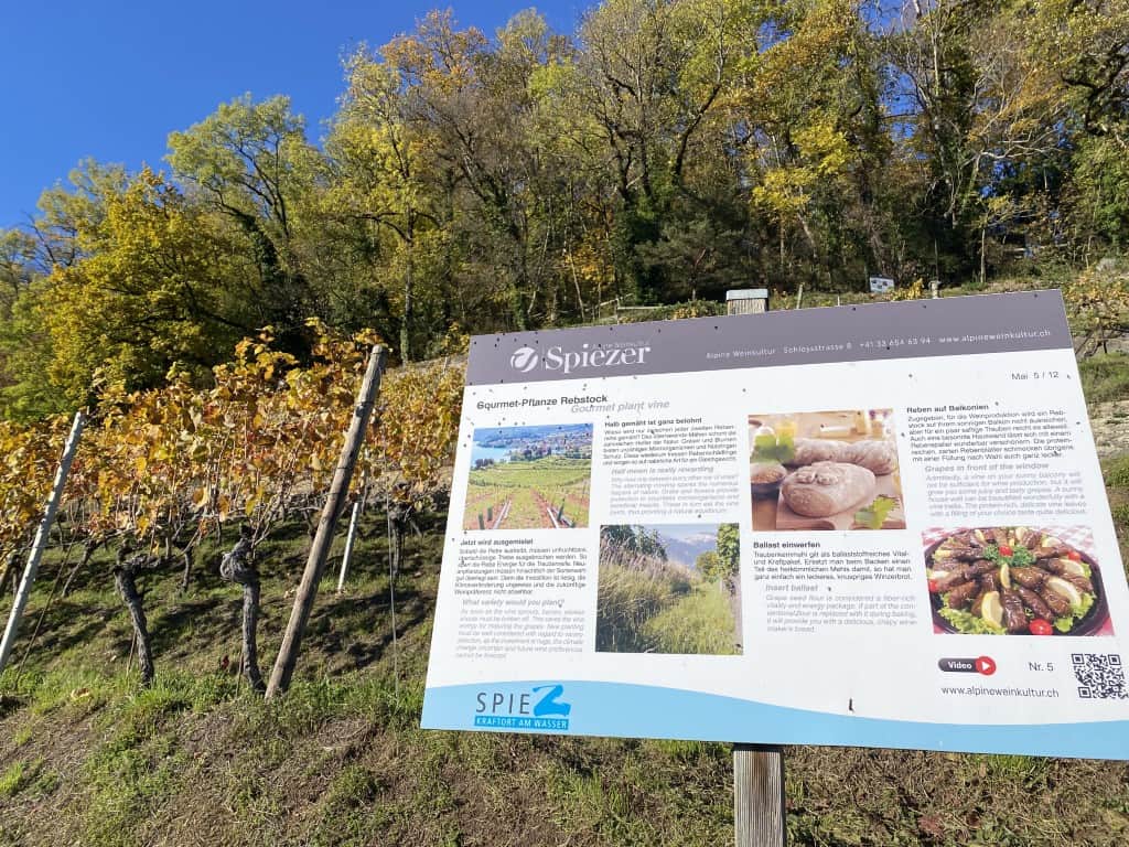 Spiezer Alpine Weinkultur - Der Erlebnispfad 