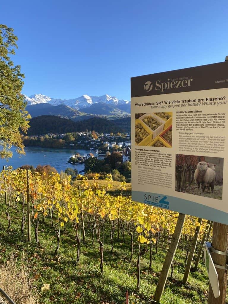 Spiezer Alpine Weinkultur - Der Erlebnispfad