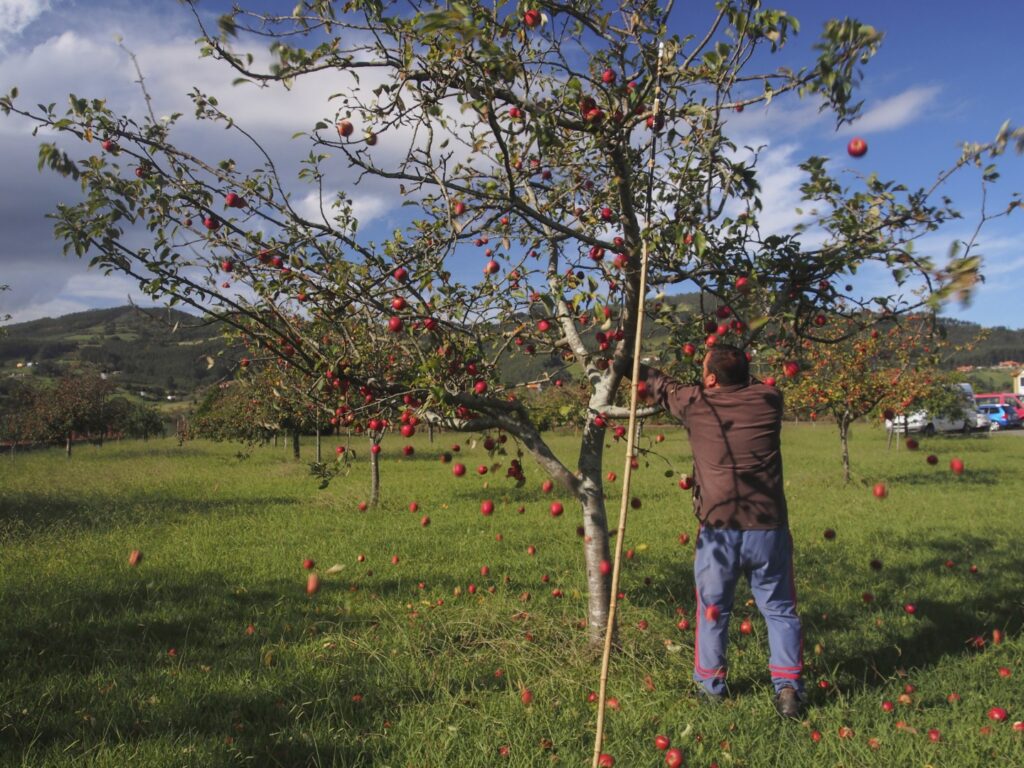 Cider uit Asturië (Noord-Spanje) is UNESCO-erfgoed = recogiendo-manzana - CUsersjmijtDownloadsFotos SidraFotos Sidra©Turismo Asturias - Juanjo Arrojo 
