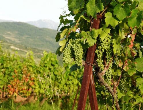 Logeren bij Alpeta Agrotourism & Winery: wijn, raki en rust in de heuvels van Roshnik
