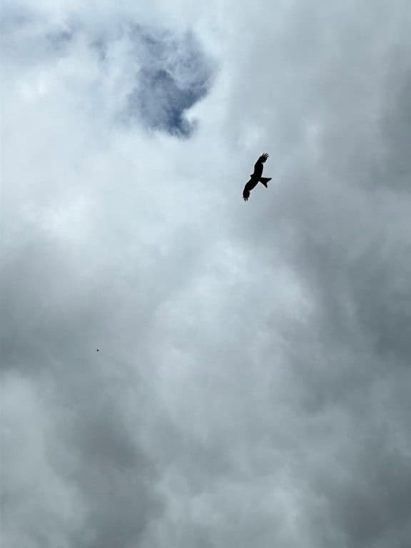 Red Kites - Rode wouwen op het park 