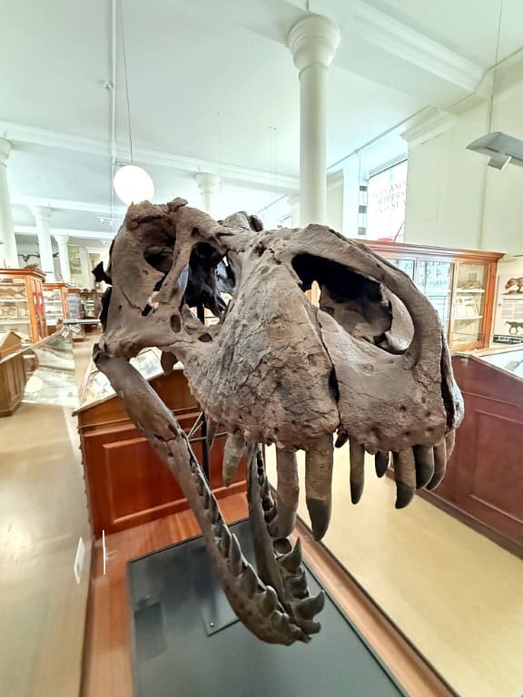 Tips dagje Cambridge - Sedgwick Museum of Earth Sciences 