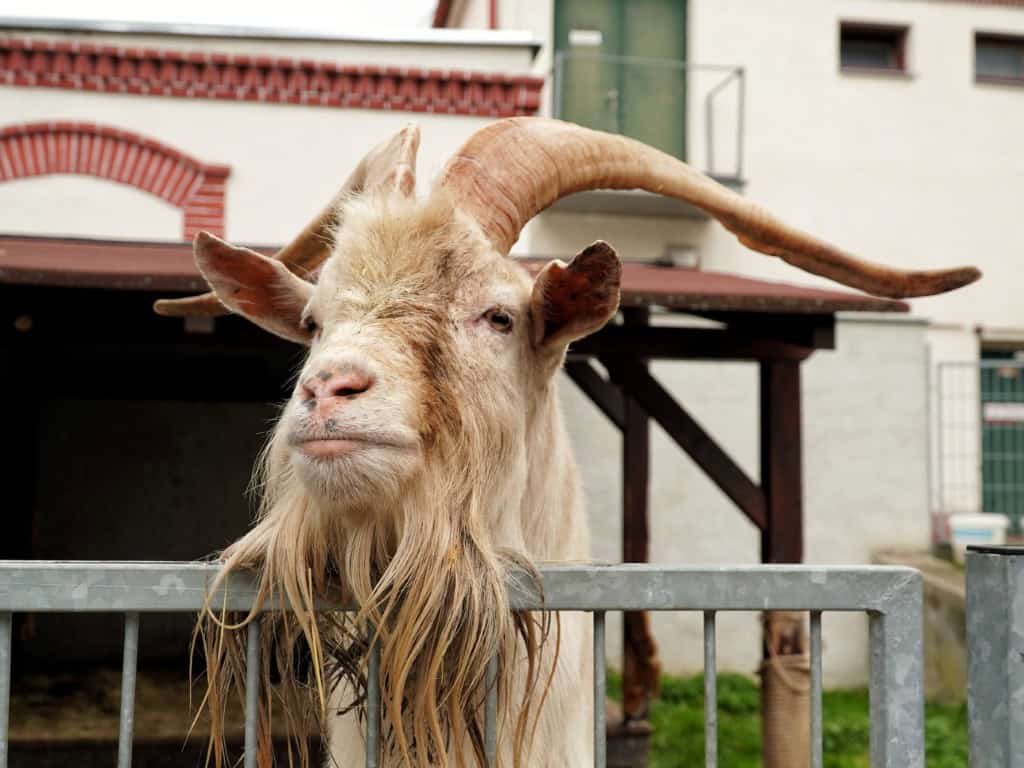 Pivovar Velké Popovice - Kozel bier - Olda