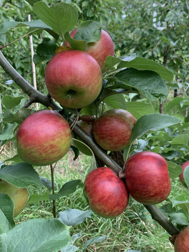 Appels aan de boom
