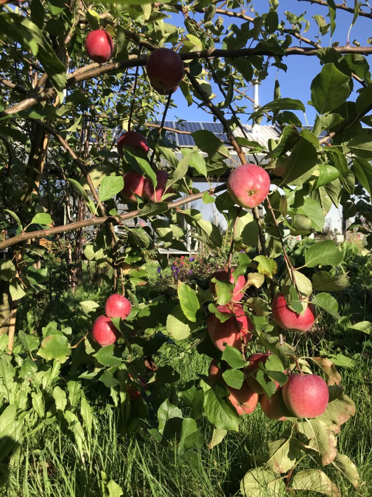 appels aan de boom