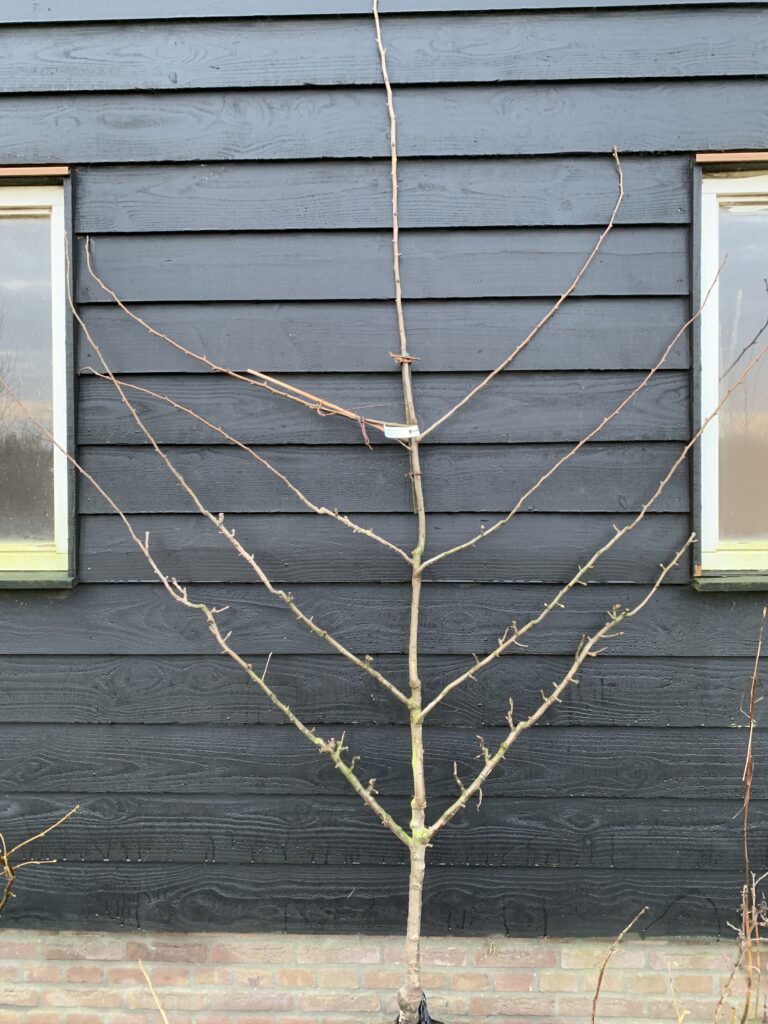 Palmet met schuine takken en kale wortel