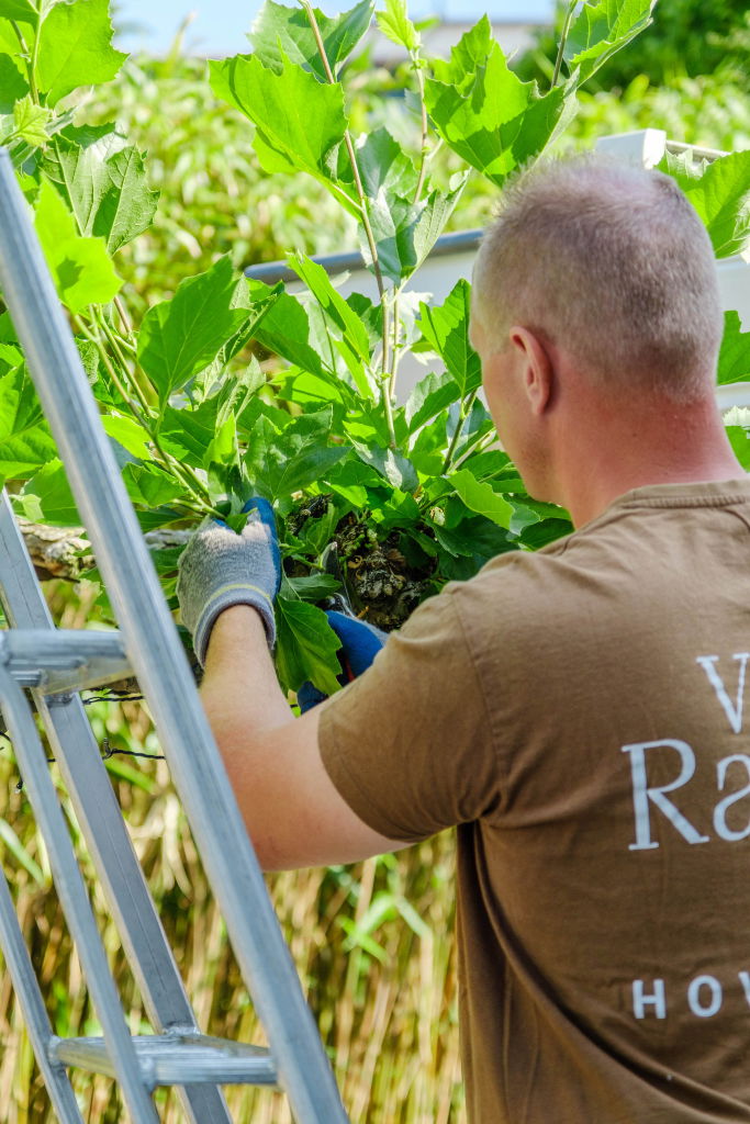 Medewerker van Van Raaijen zit een tuin te onderhouden.
